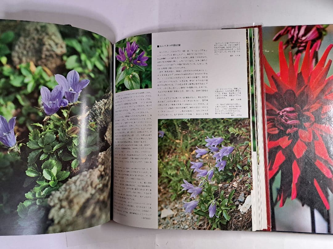 朝日百科 世界の植物 全12巻セット 植物図鑑／朝日新聞社