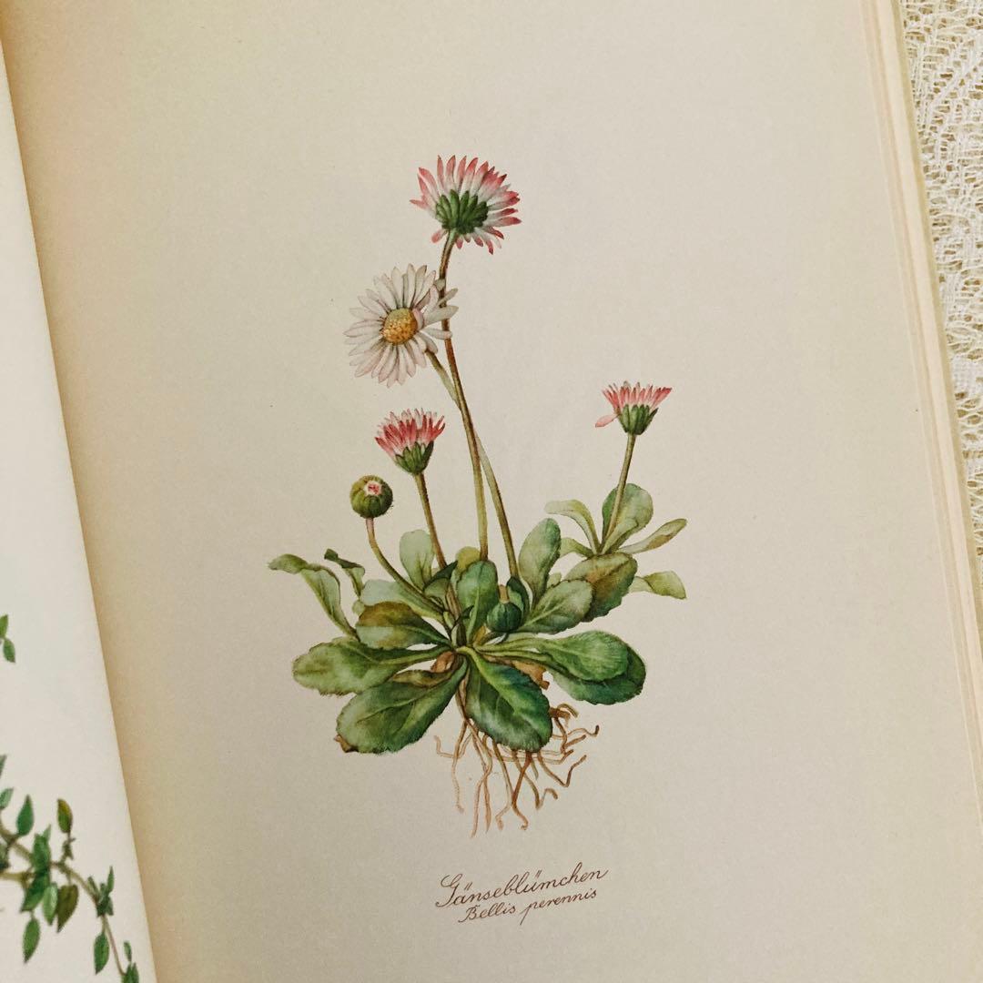 希少なヴィンテージ植物図鑑2巻セット　繊細で美しい植物画300点　洋書・古書