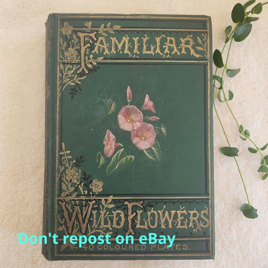 植物図鑑　洋書　古書　ボタニカルアート　アンティーク　リトグラフ　27