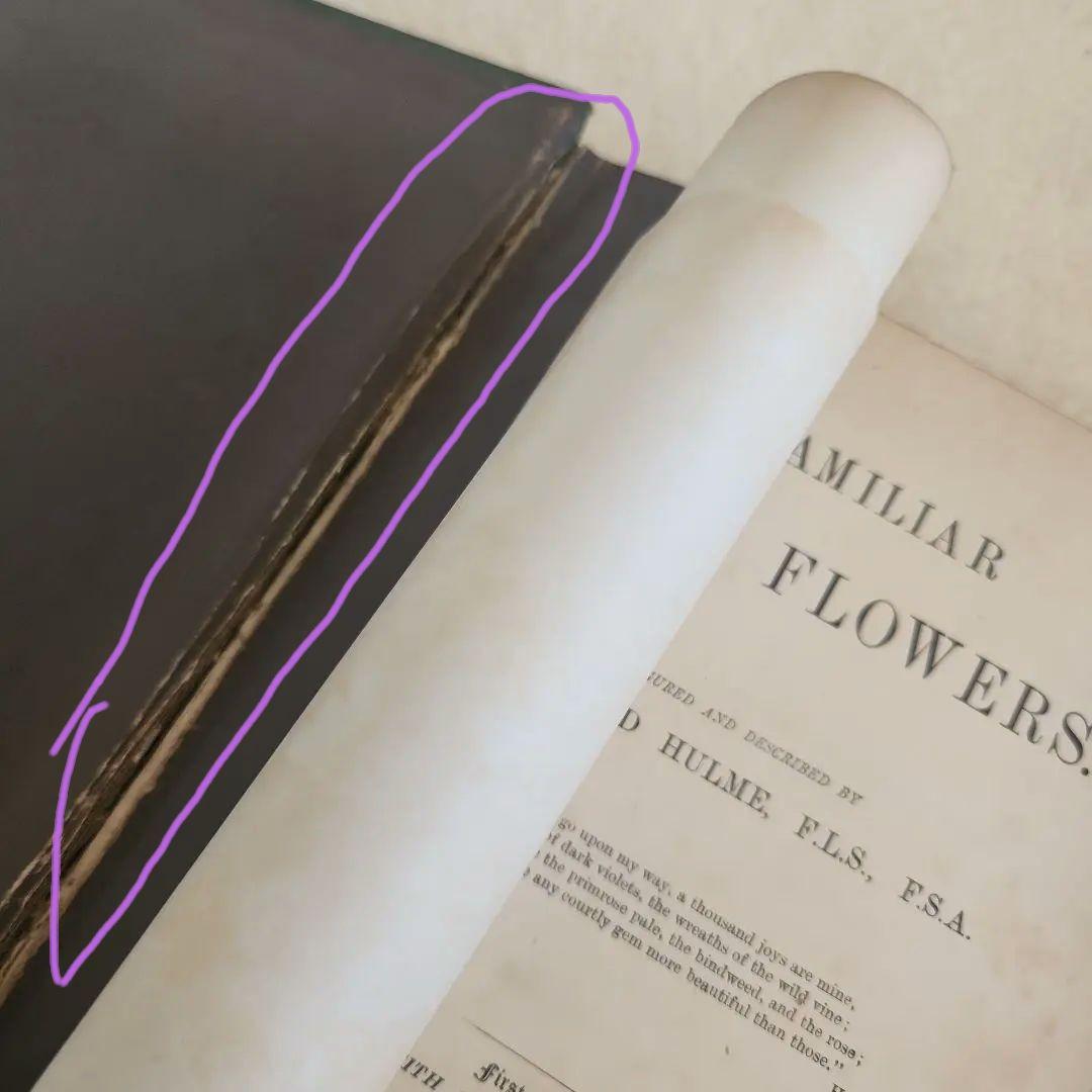 植物図鑑　洋書　古書　ボタニカルアート　アンティーク　リトグラフ　27