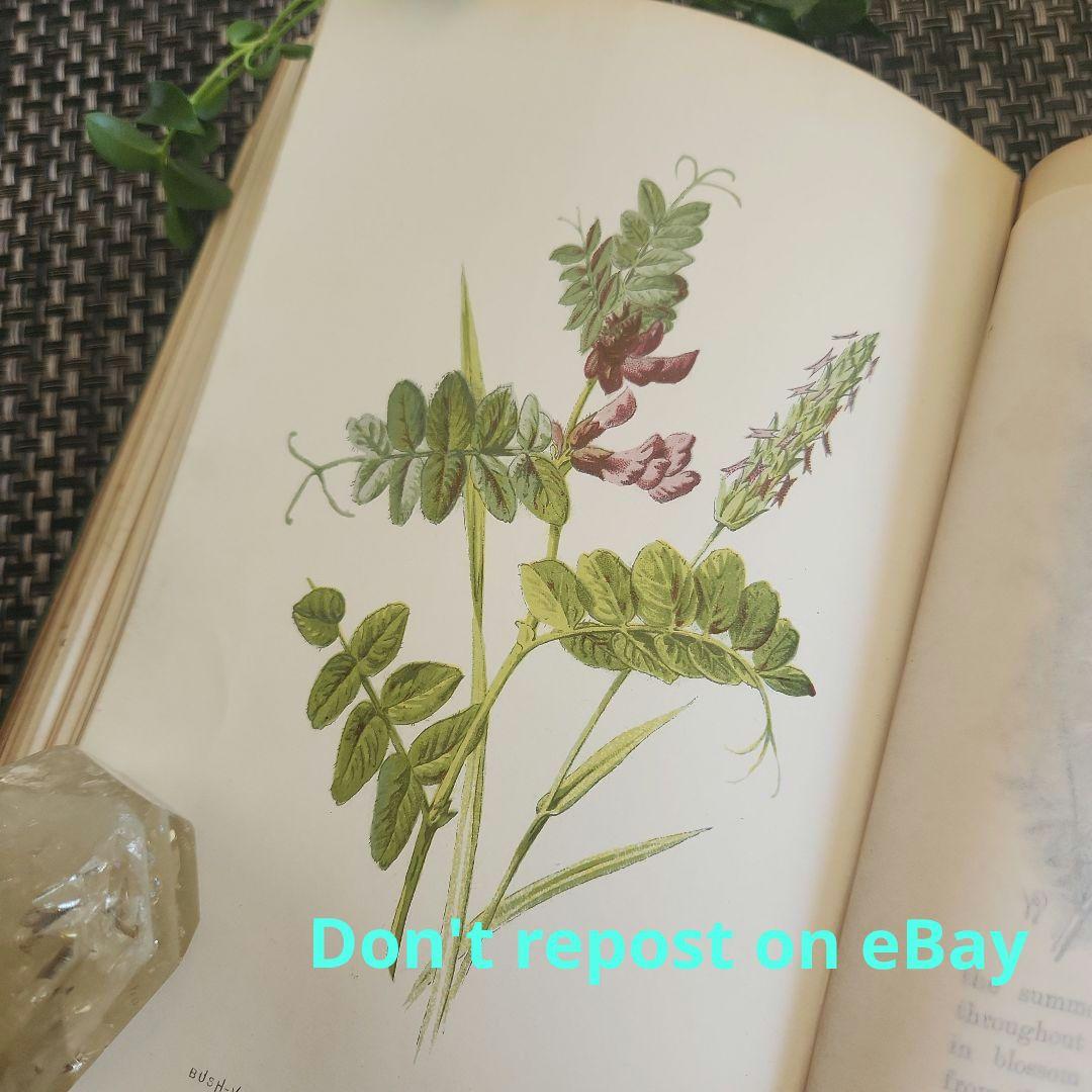 植物図鑑　洋書　古書　ボタニカルアート　アンティーク　リトグラフ　27