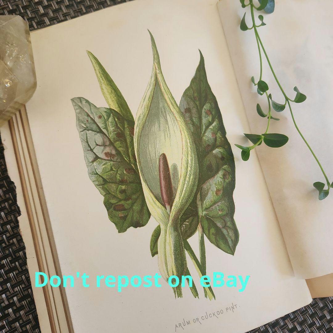 植物図鑑　洋書　古書　ボタニカルアート　アンティーク　リトグラフ　27