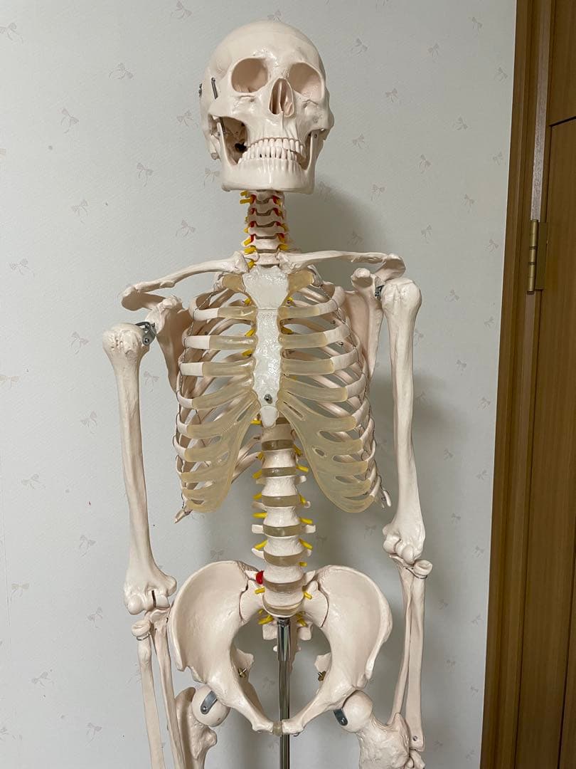 180cm 人体模型 教育用