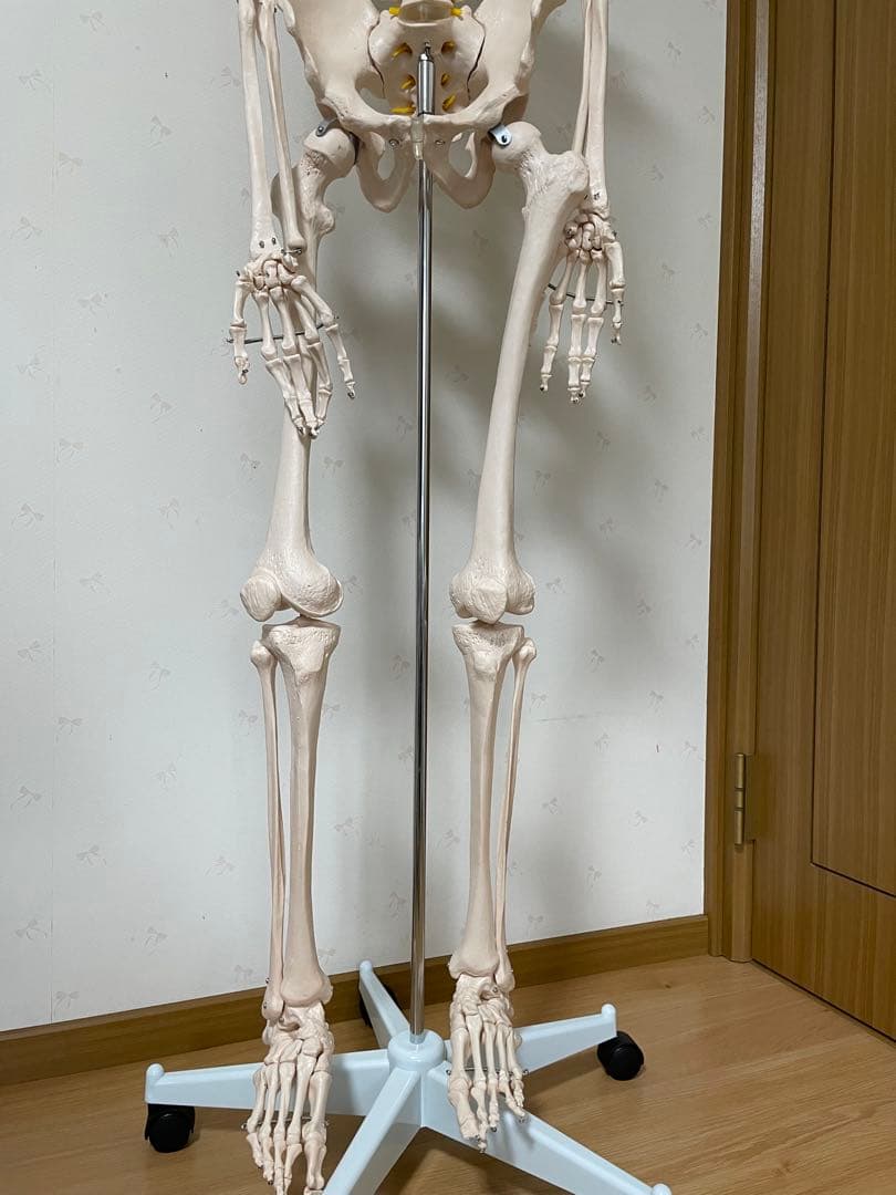 180cm 人体模型 教育用