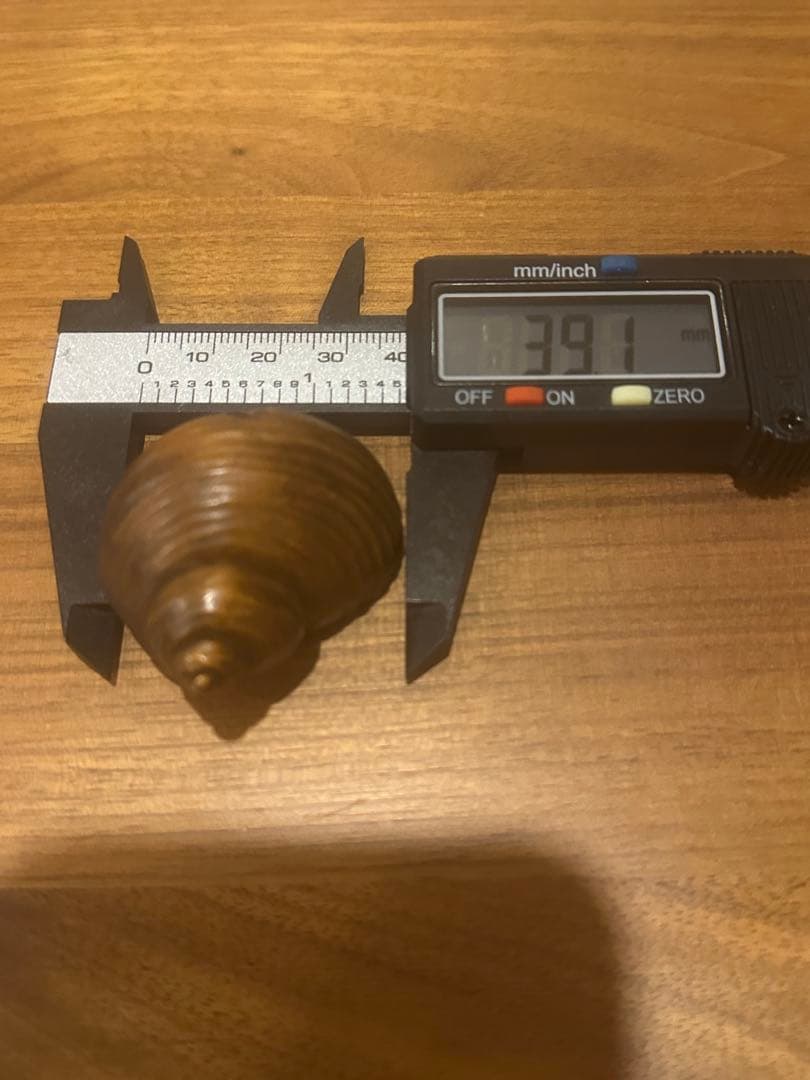 木彫　貝にかえる　根付　骨董品