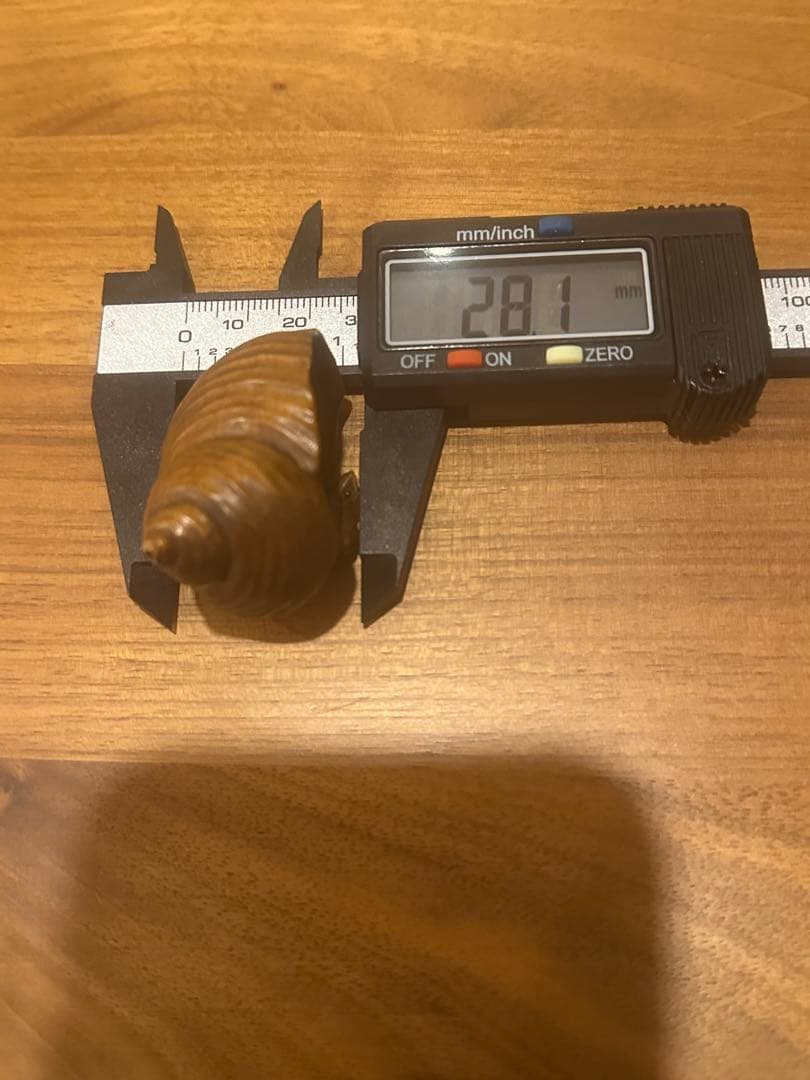 木彫　貝にかえる　根付　骨董品