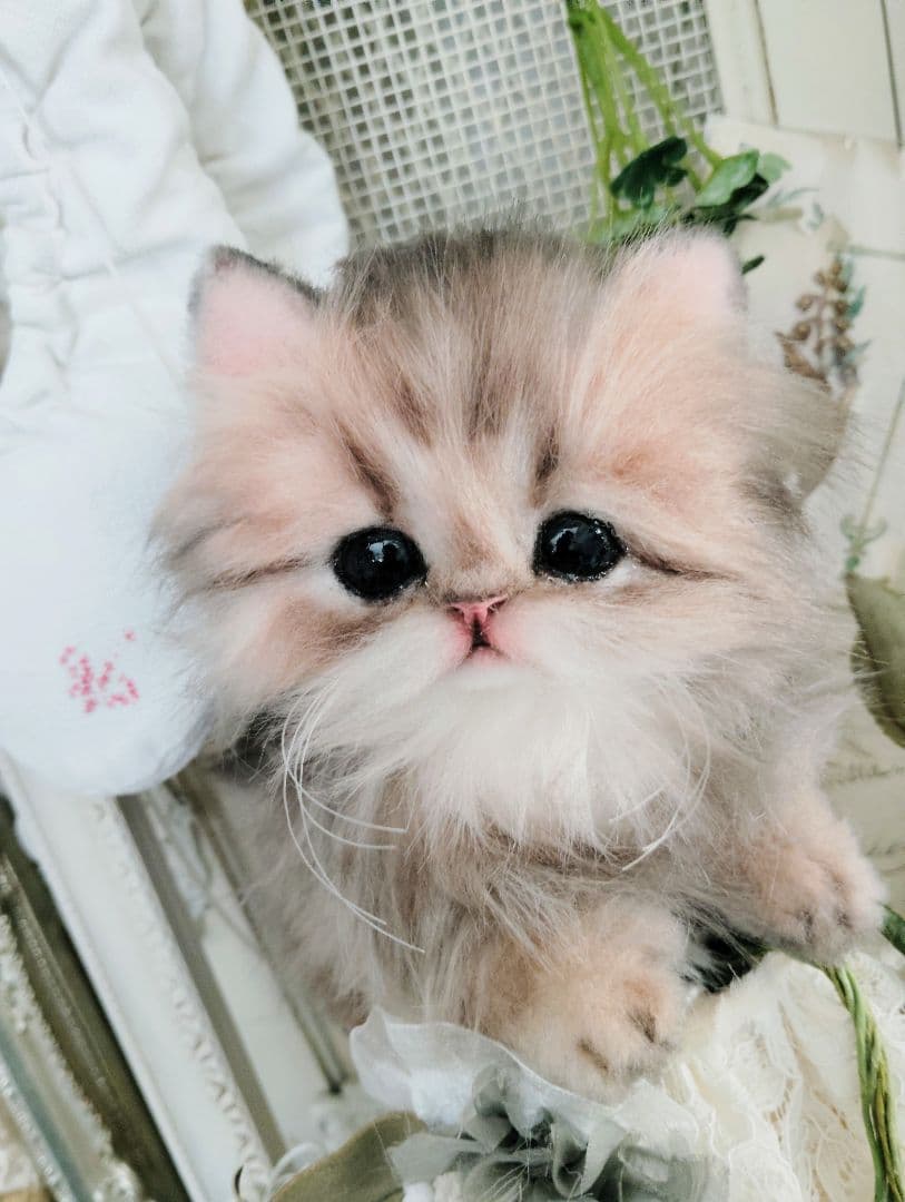 チンチラゴールデン子猫♡まこちゃん♡アートドール♡ぬいぐるみ♡