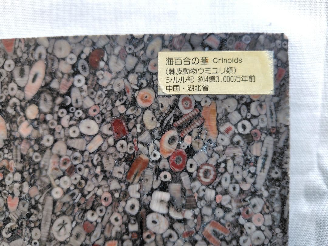 化石　ウミユリの茎