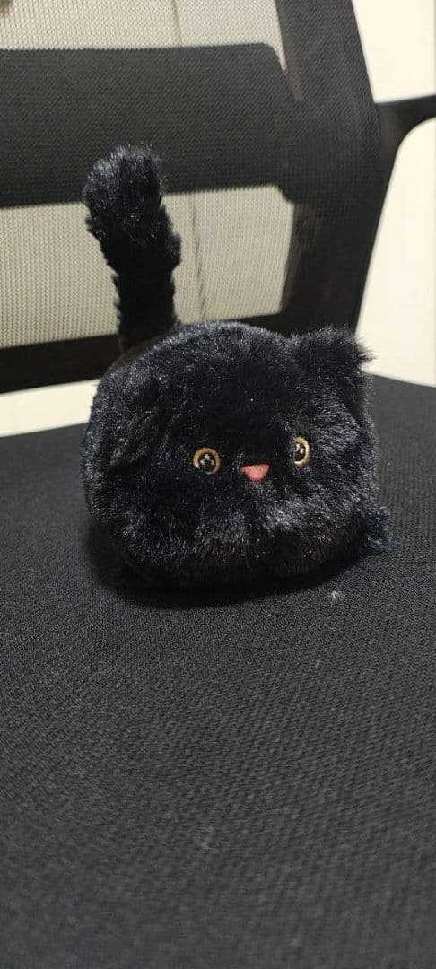 新品 kitten caboodle blackと puppy 犬と猫