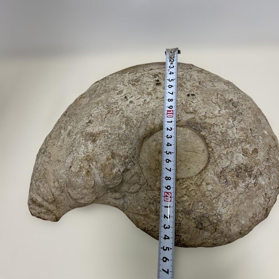 アンモナイト化石 大型　螺旋状 約30cm