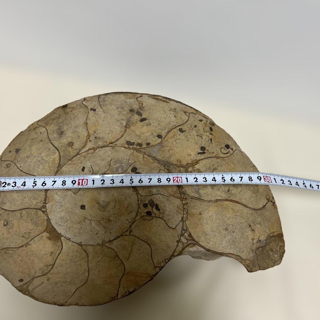 アンモナイト化石 大型　螺旋状 約30cm