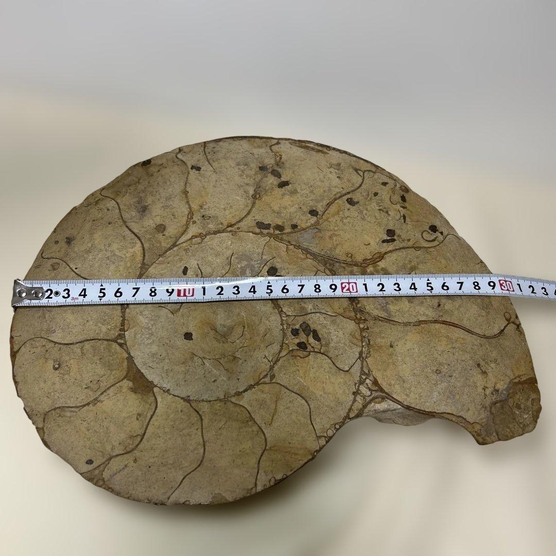 アンモナイト化石 大型　螺旋状 約30cm