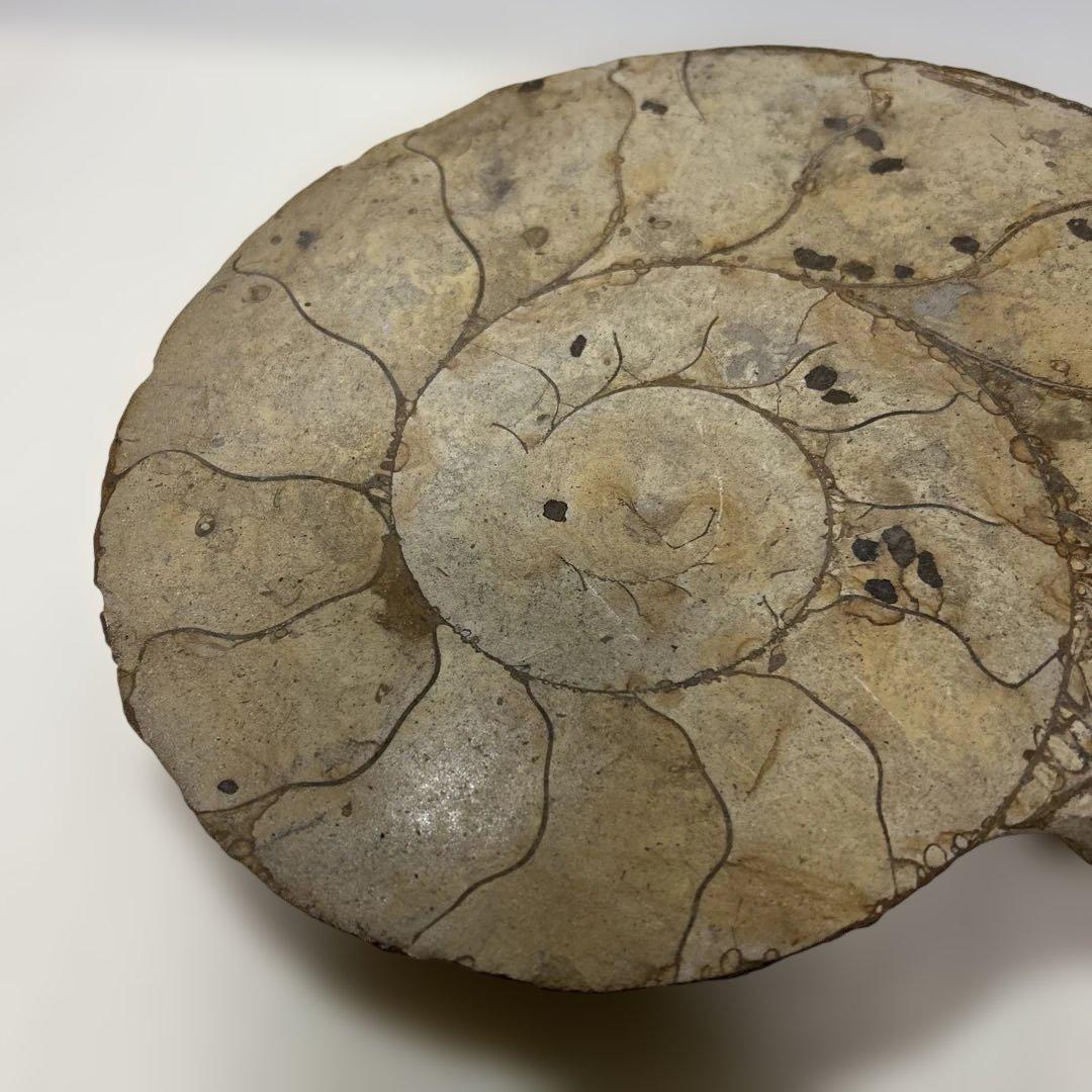 アンモナイト化石 大型　螺旋状 約30cm