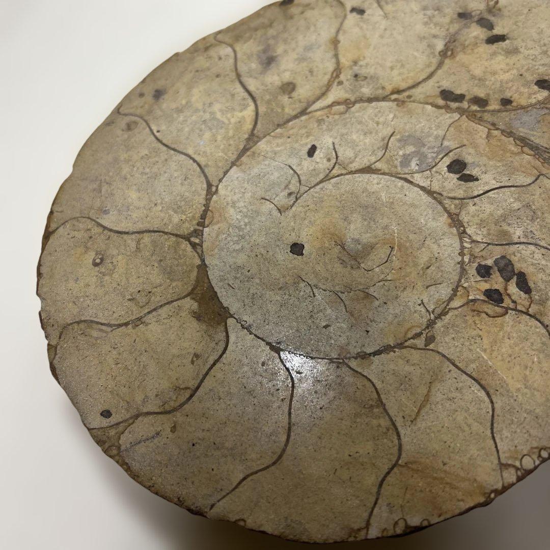 アンモナイト化石 大型　螺旋状 約30cm