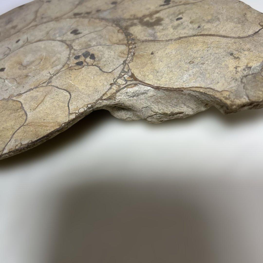 アンモナイト化石 大型　螺旋状 約30cm