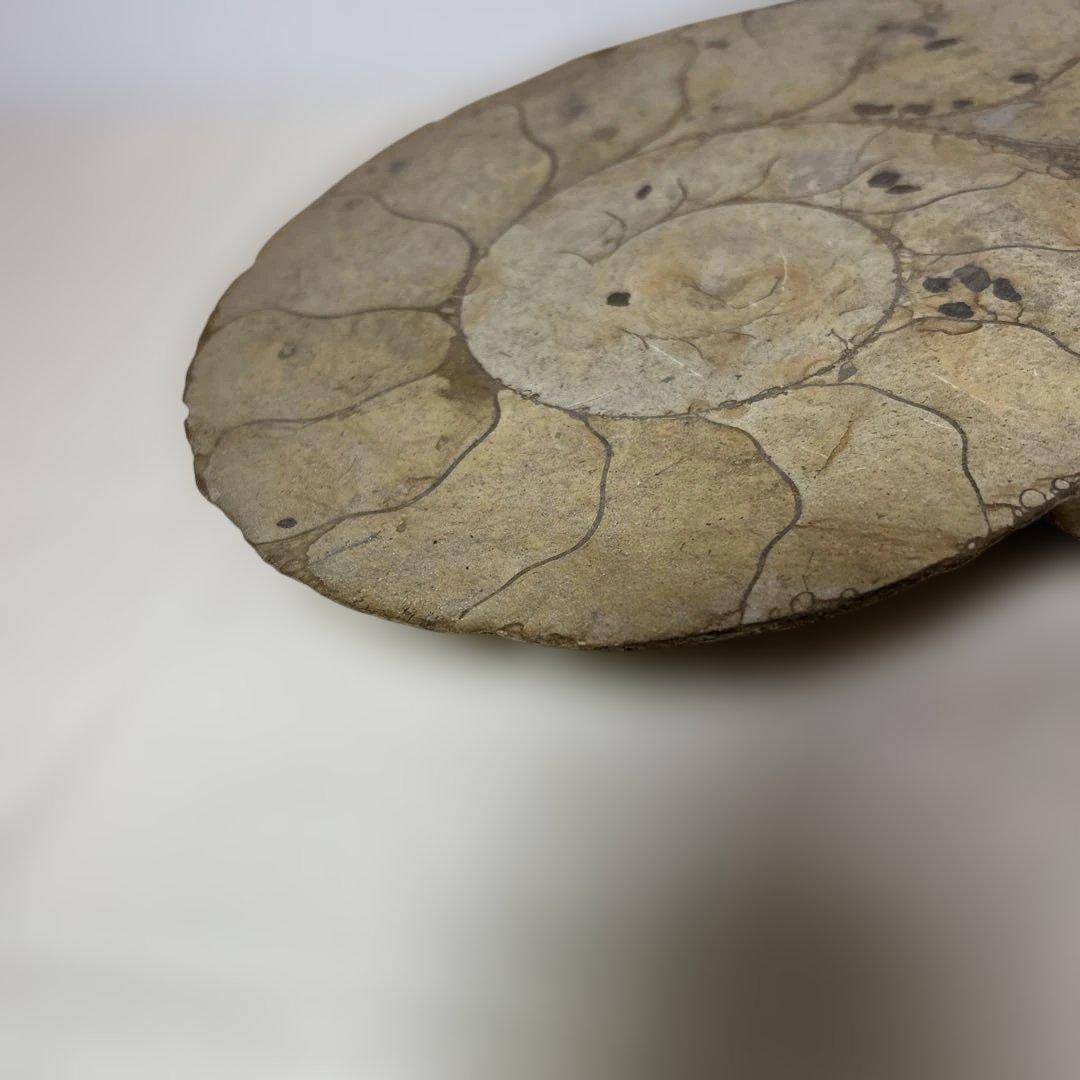アンモナイト化石 大型　螺旋状 約30cm
