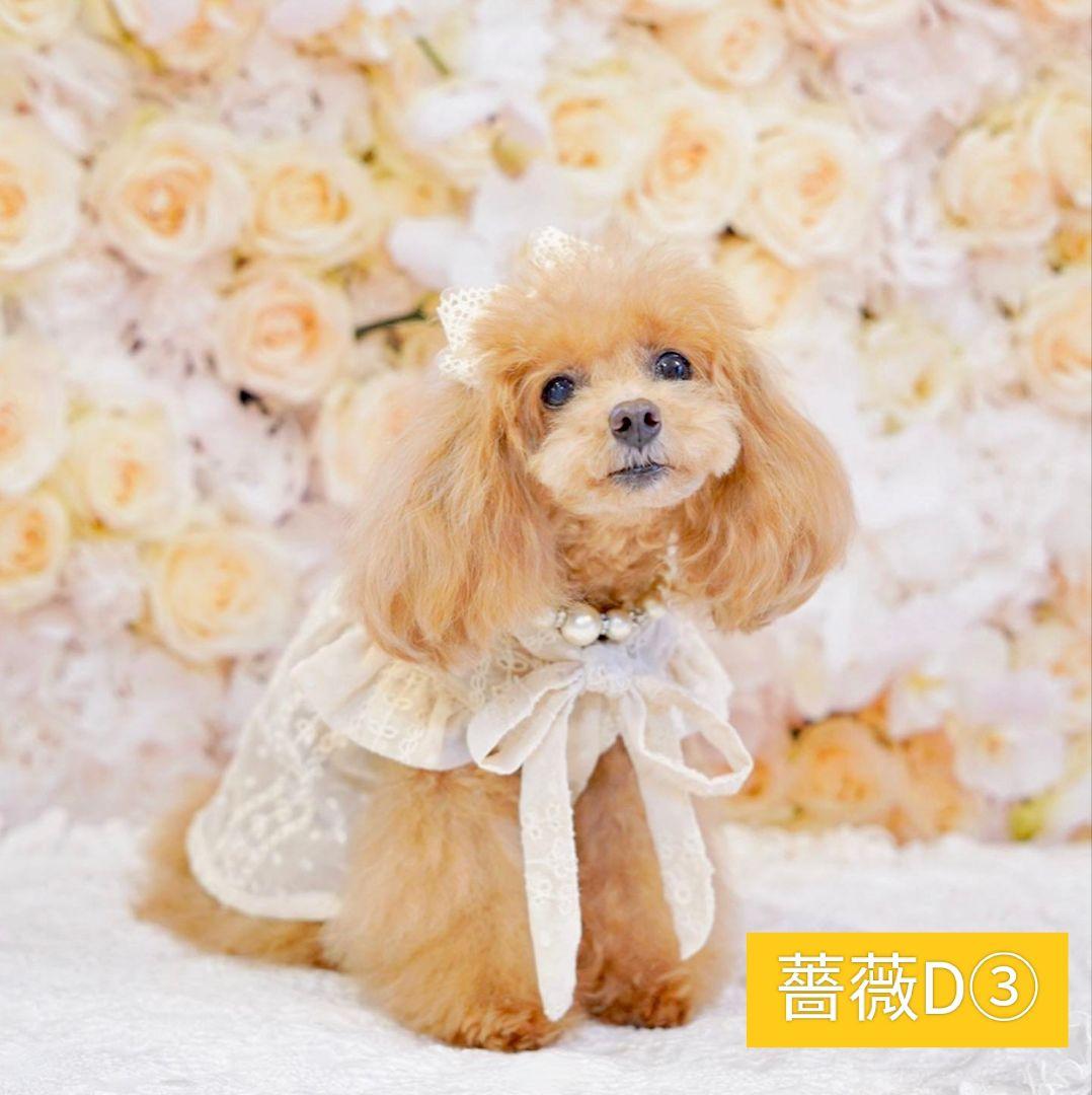 背景布×7枚+1　ペット撮影用フォトブース　トリミングチョーカー販売中　春