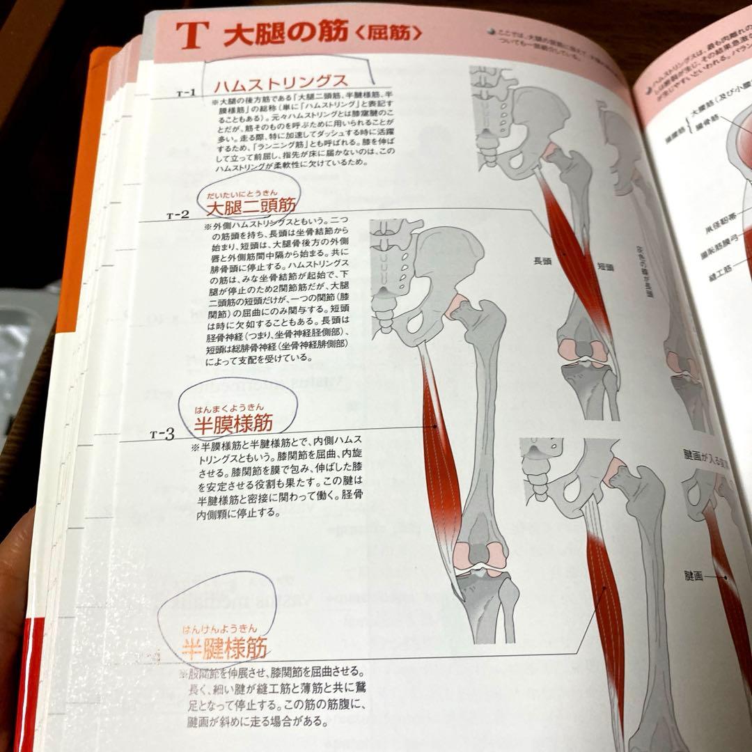 解剖学単語シリーズ 4冊セット　 肉単　骨単　臓単　脳単