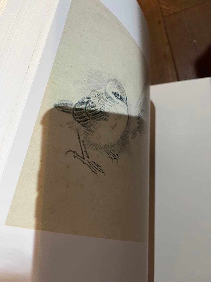 土牛素描　大型本