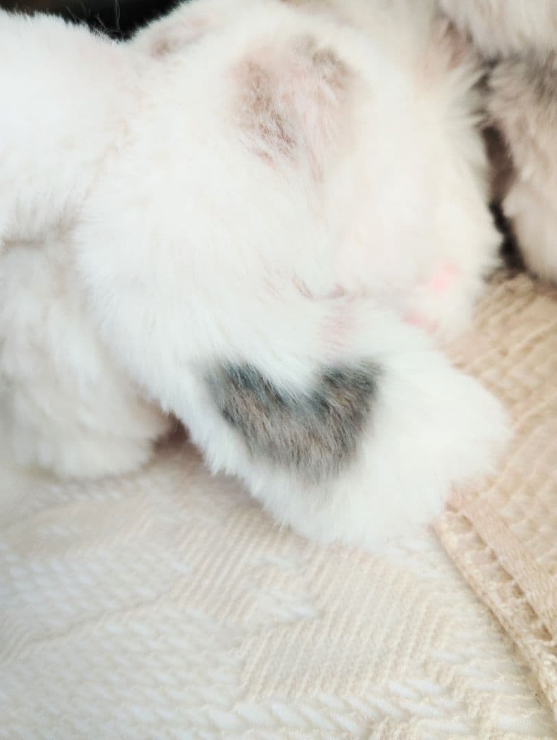 おふぅちゃん❤オーダー❤双子の子猫ちゃん♡アートドール♡ぬいぐるみ♡