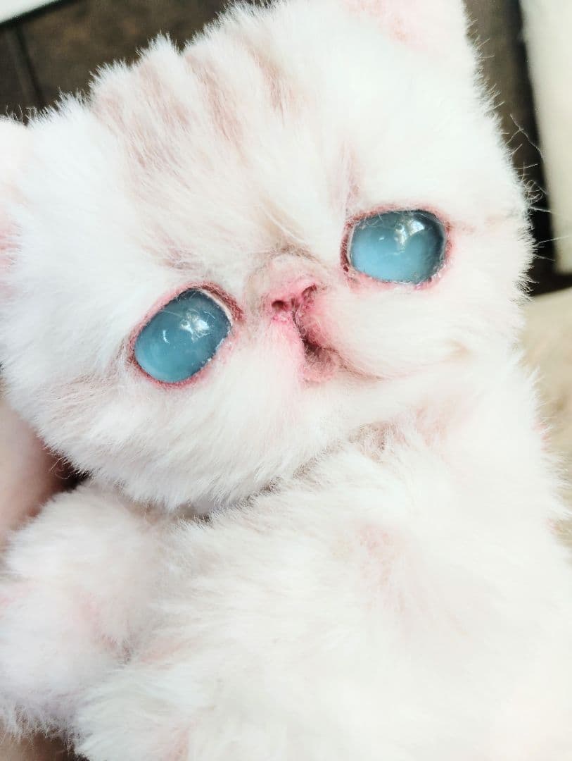 おふぅちゃん❤オーダー❤双子の子猫ちゃん♡アートドール♡ぬいぐるみ♡