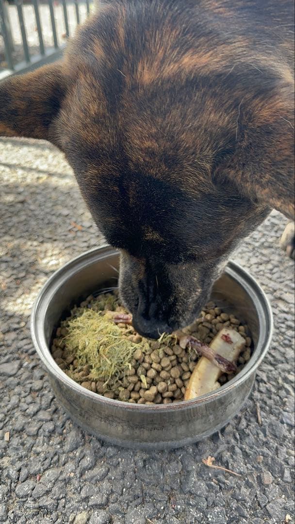 【健康対策】犬用スーパーフード【ふりかけで食欲アップ】グリーントライプ　ドライ