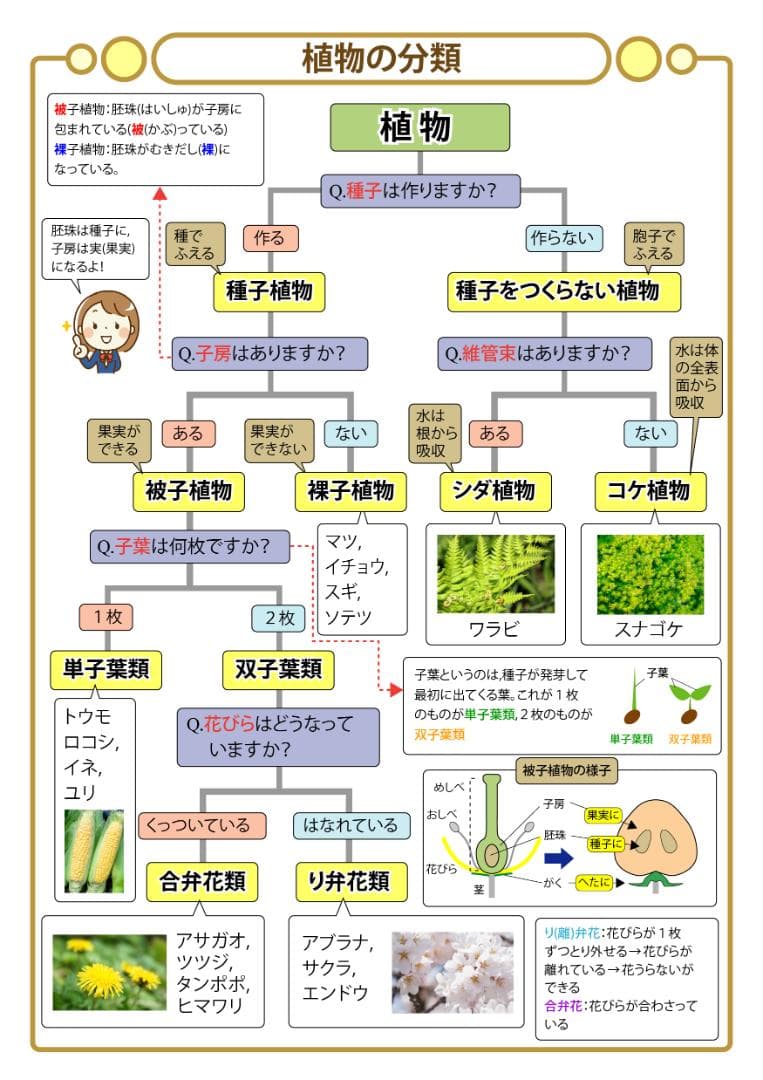 お買い得セット　中学受験・頻出用語・ポイントにしぼったまとめカード