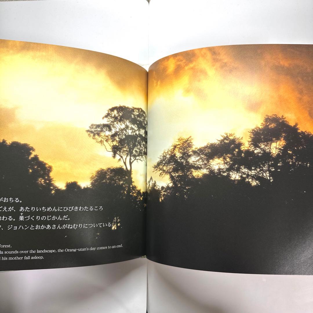 【2点購入150円引】オランウータンの森　鈴木 南水子 / 鈴木晃