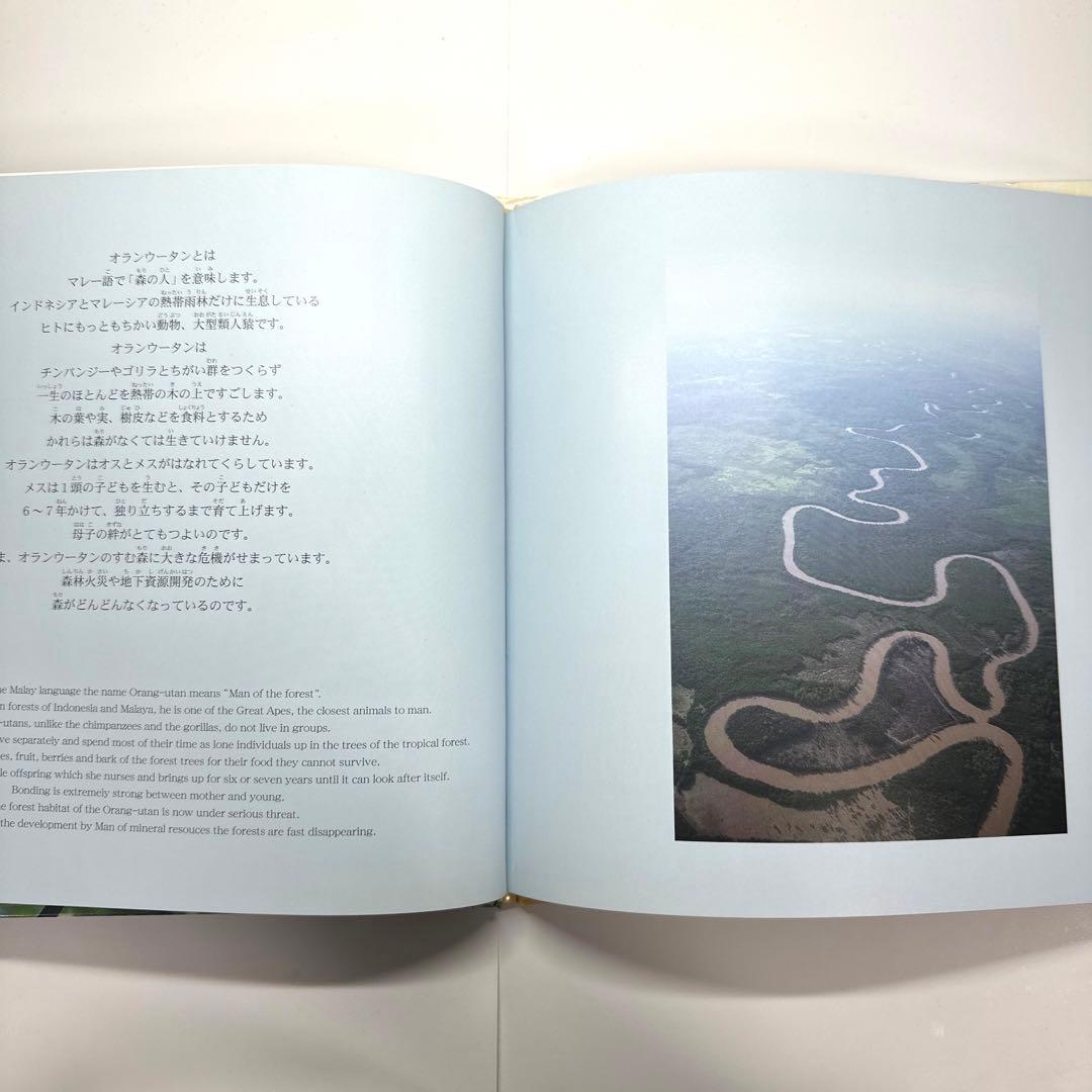 【2点購入150円引】オランウータンの森　鈴木 南水子 / 鈴木晃