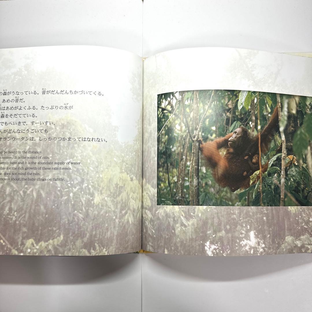 【2点購入150円引】オランウータンの森　鈴木 南水子 / 鈴木晃