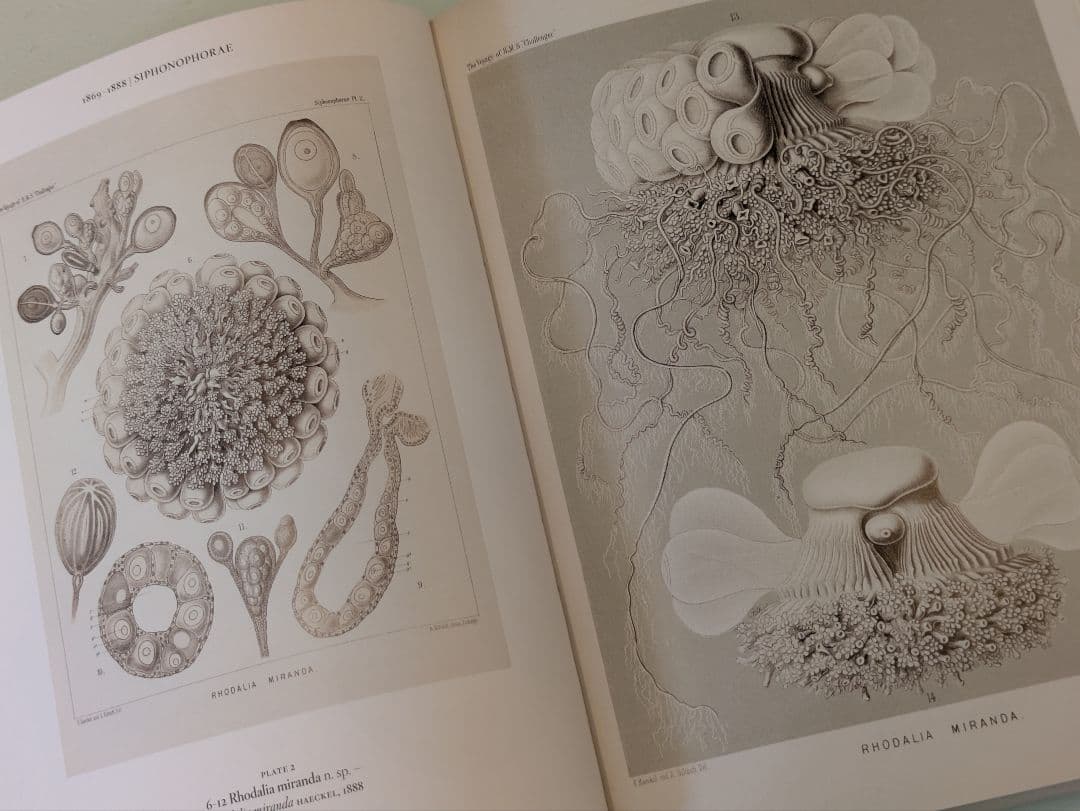 【新品】Ernst Haeckel / Taschen ヘッケル タッシェン