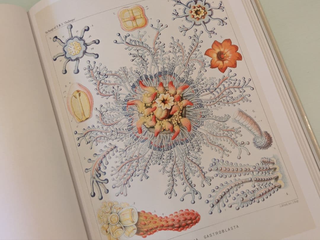【新品】Ernst Haeckel / Taschen ヘッケル タッシェン