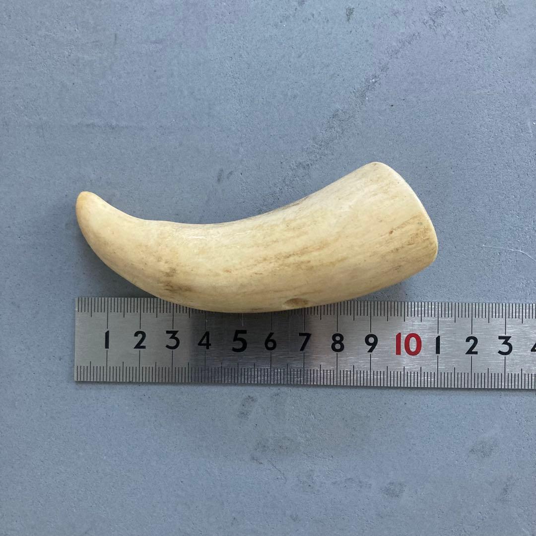 鯨歯？