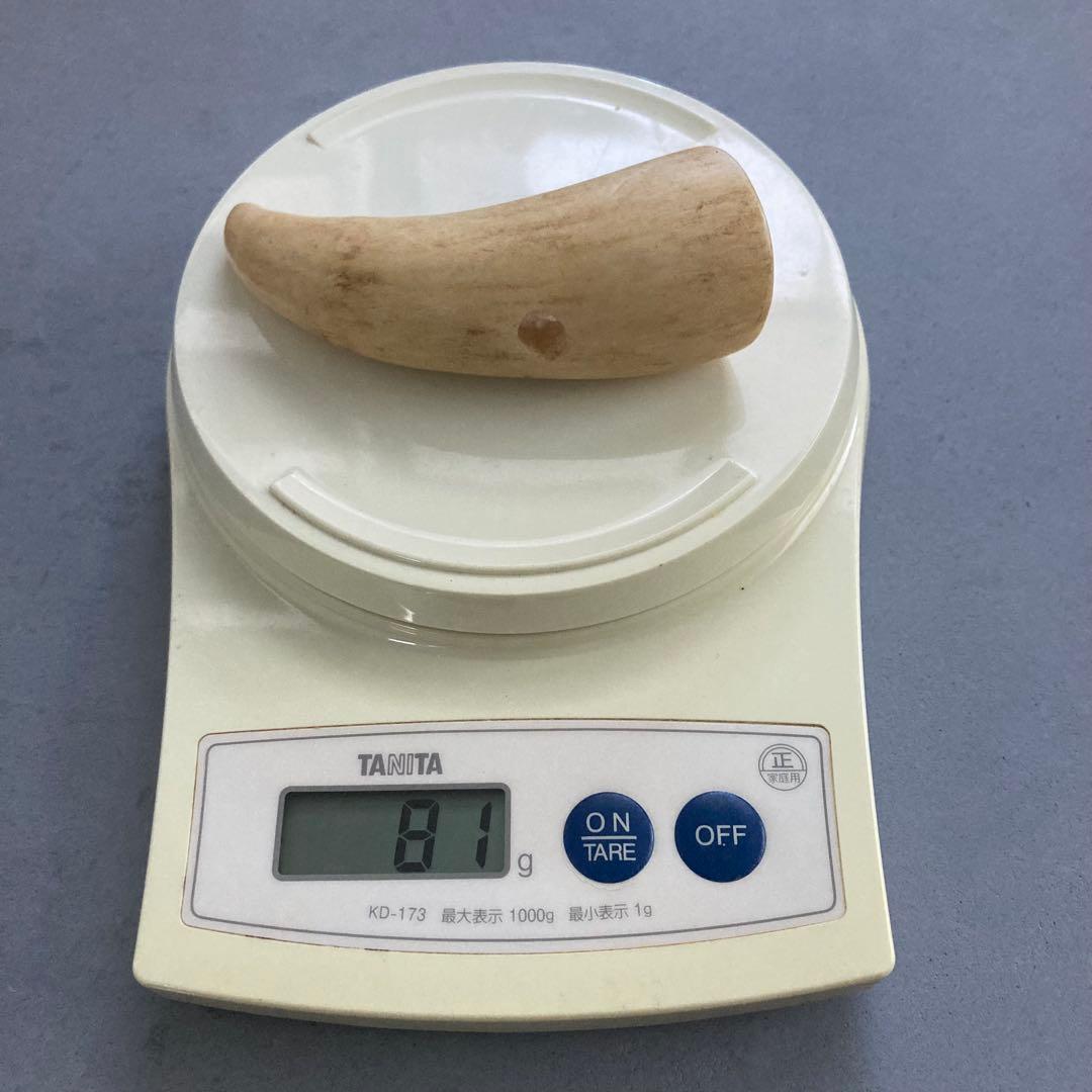 鯨歯？