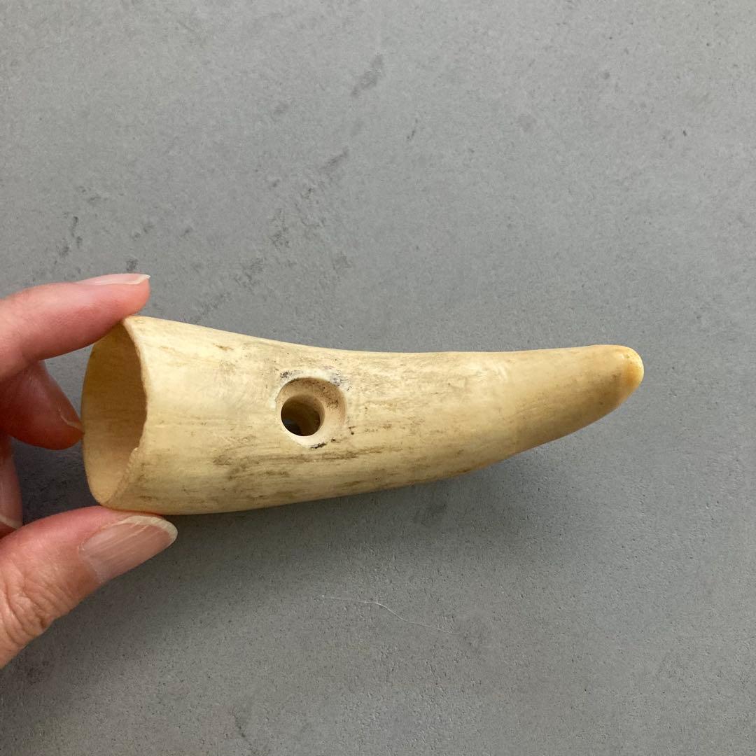 鯨歯？