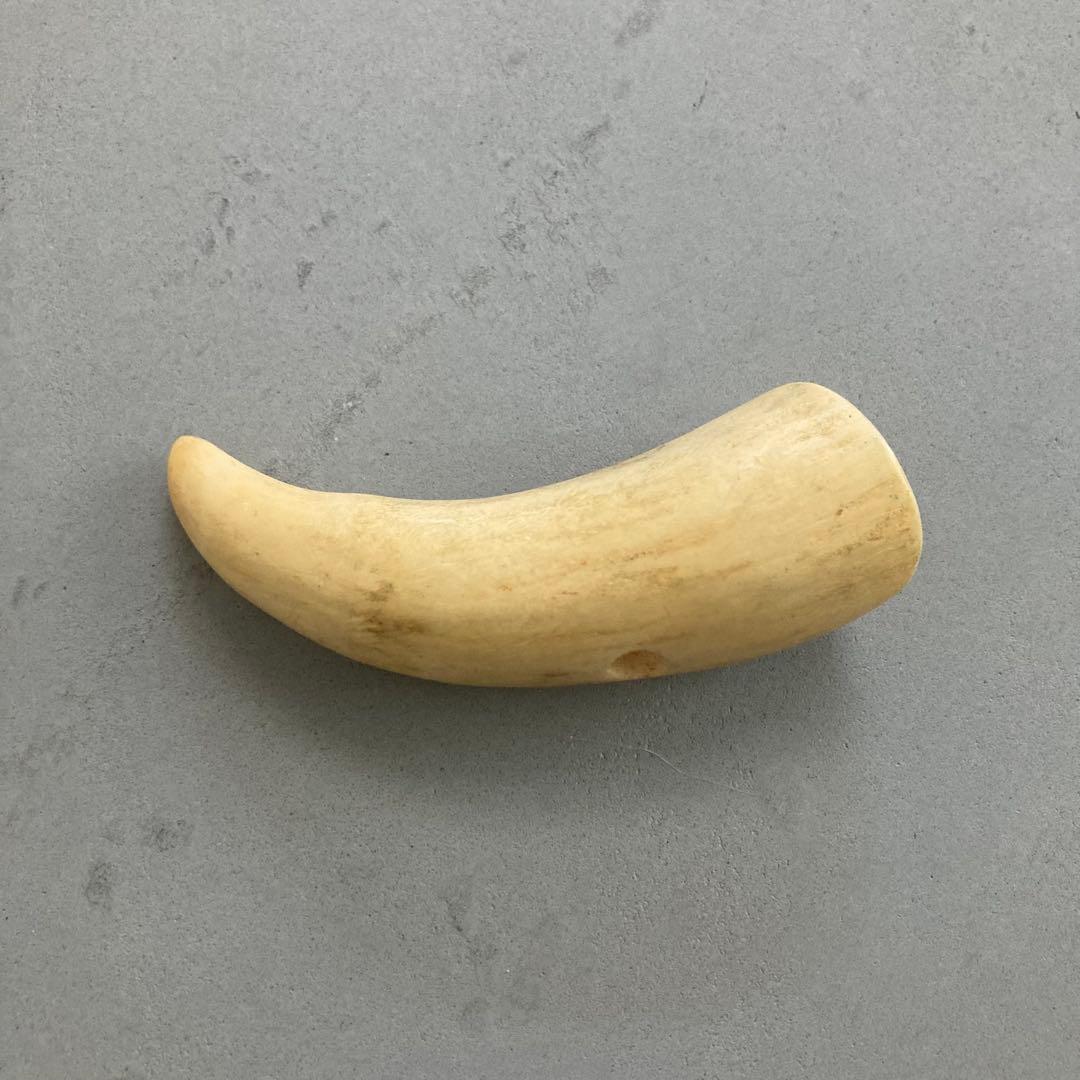鯨歯？