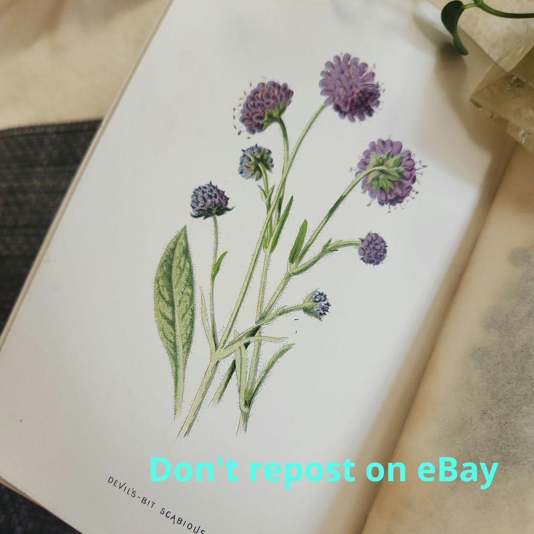 植物図鑑　洋書　古書　ボタニカルアート　アンティーク　リトグラフ　25