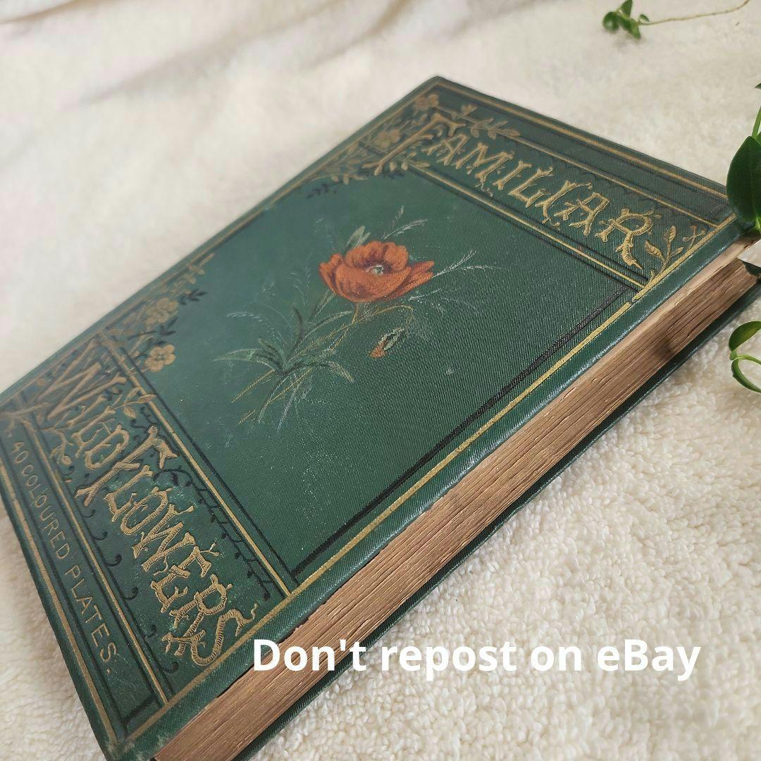 植物図鑑　洋書　古書　ボタニカルアート　アンティーク　リトグラフ　25