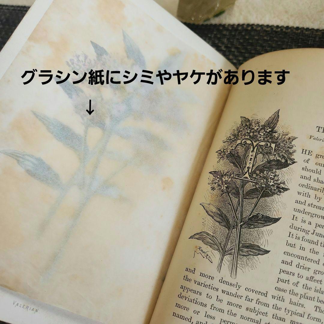 植物図鑑　洋書　古書　ボタニカルアート　アンティーク　リトグラフ　25