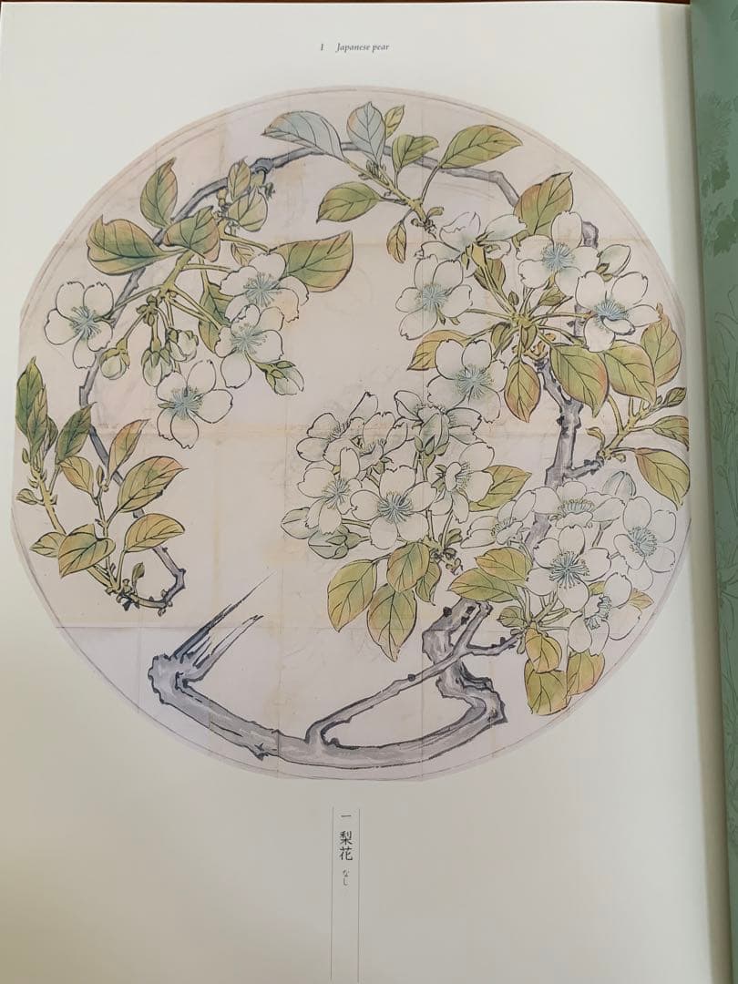 柴田是真 下絵・写生集 東京芸術大学大学美術館所蔵 二重箱で保管