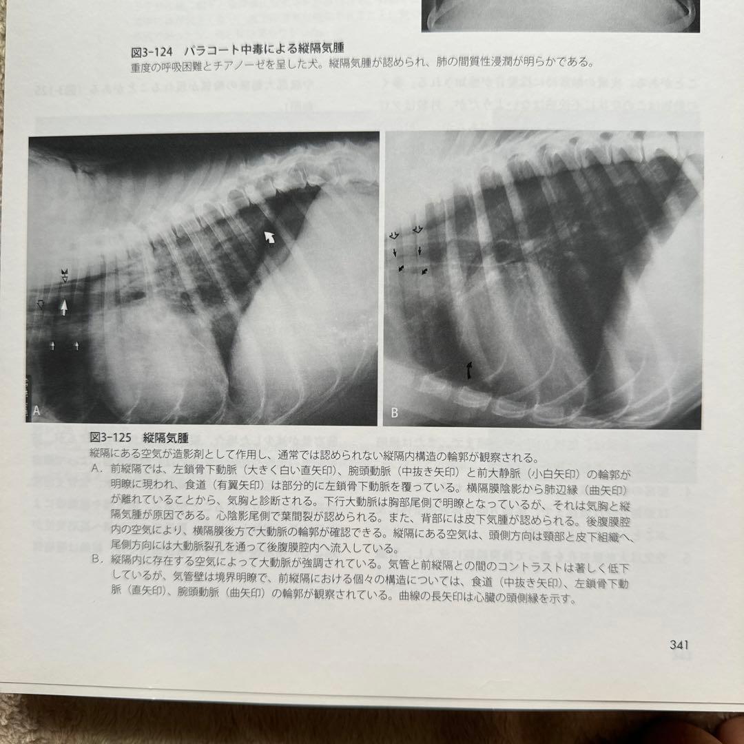 獣医　犬と猫のX線および超音波診断学 (裁断済)