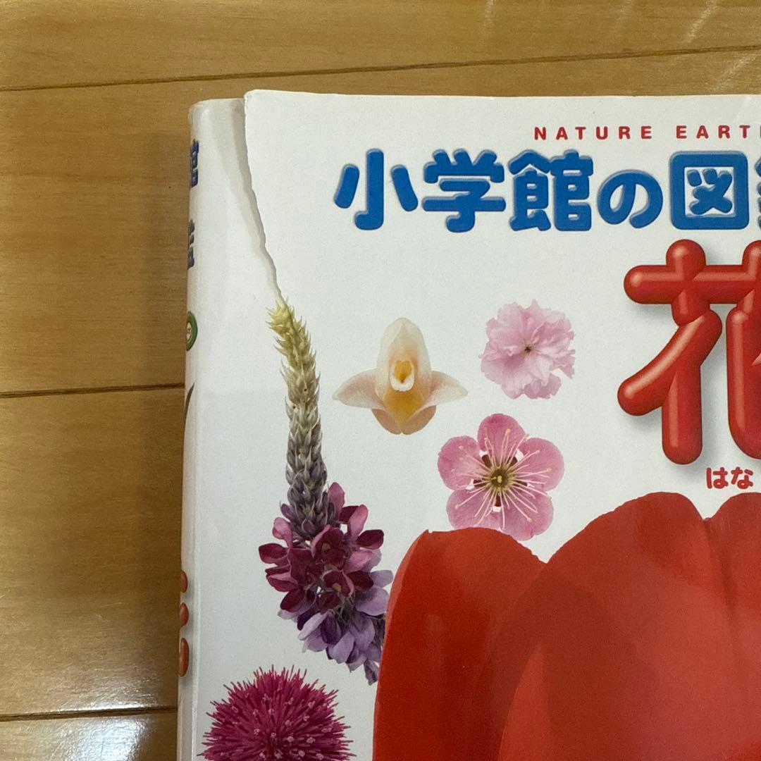 小学館の図鑑NEO 11冊セット