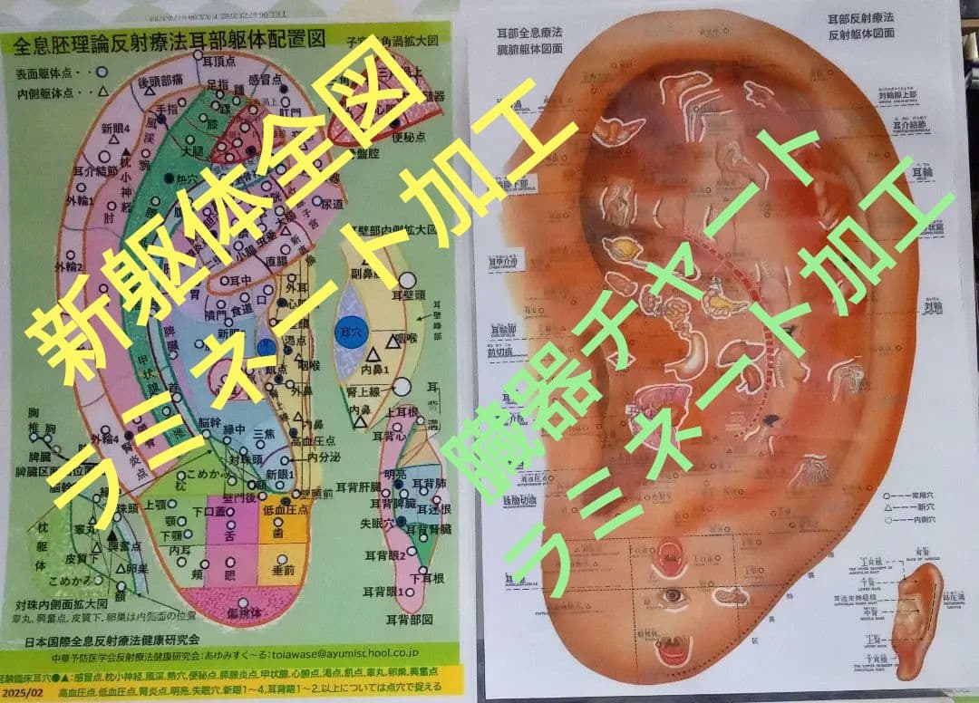 Bc耳臨床54例集+臓器躯体ラミネート加工+解説プリント13set