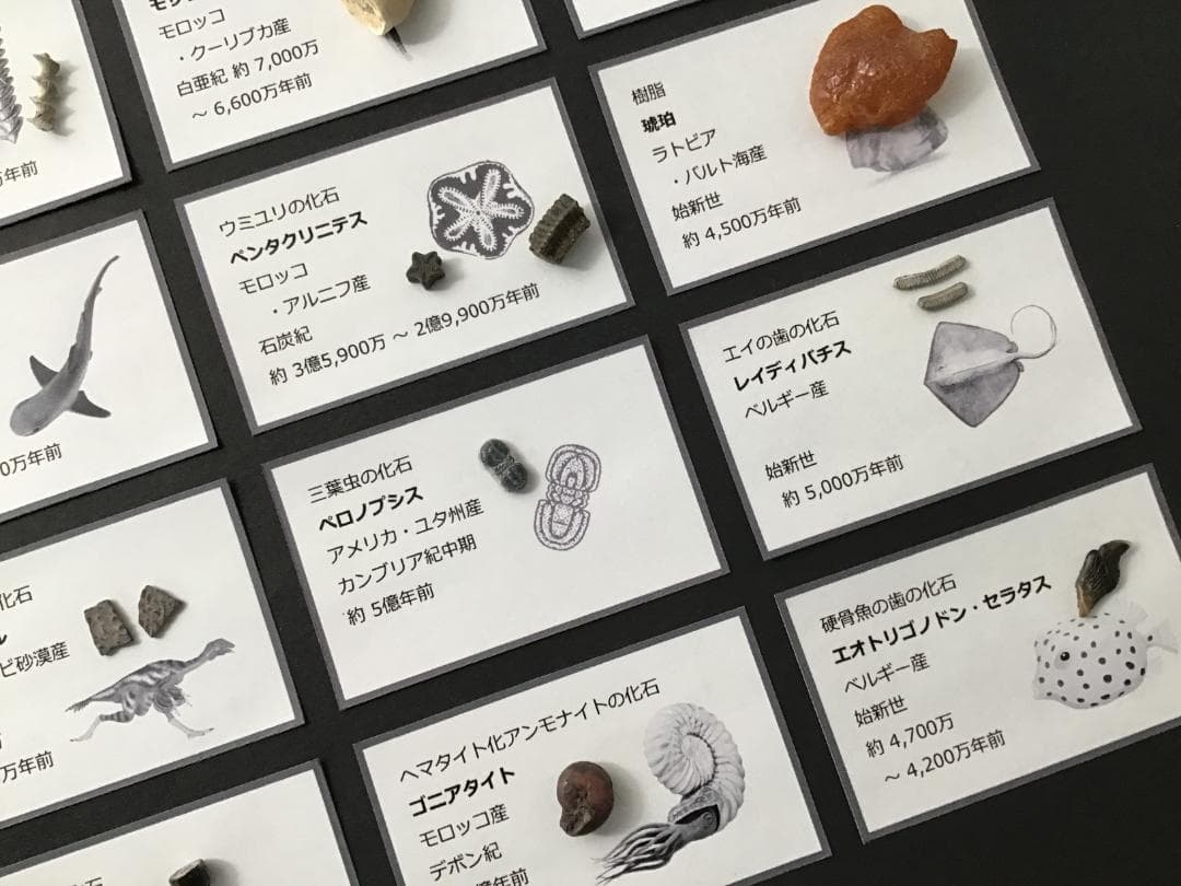化石 20種 セット [ZG6] トリケラトプス ティラノサウルス 恐竜の歯