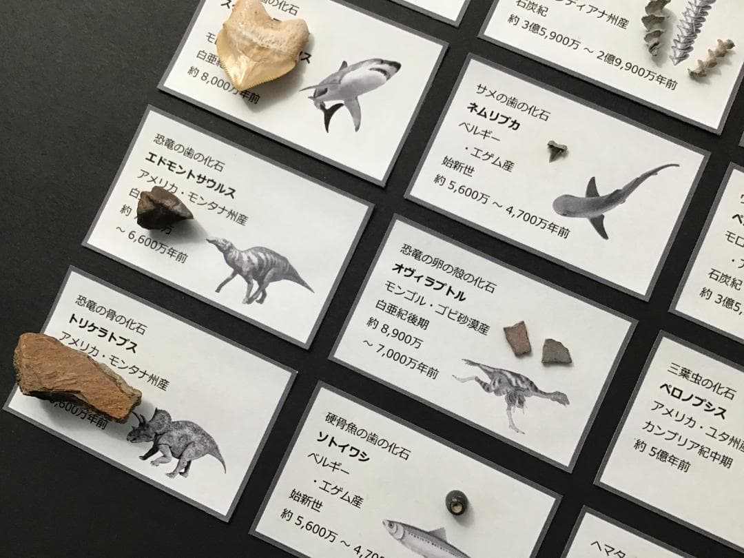 化石 20種 セット [ZG6] トリケラトプス ティラノサウルス 恐竜の歯