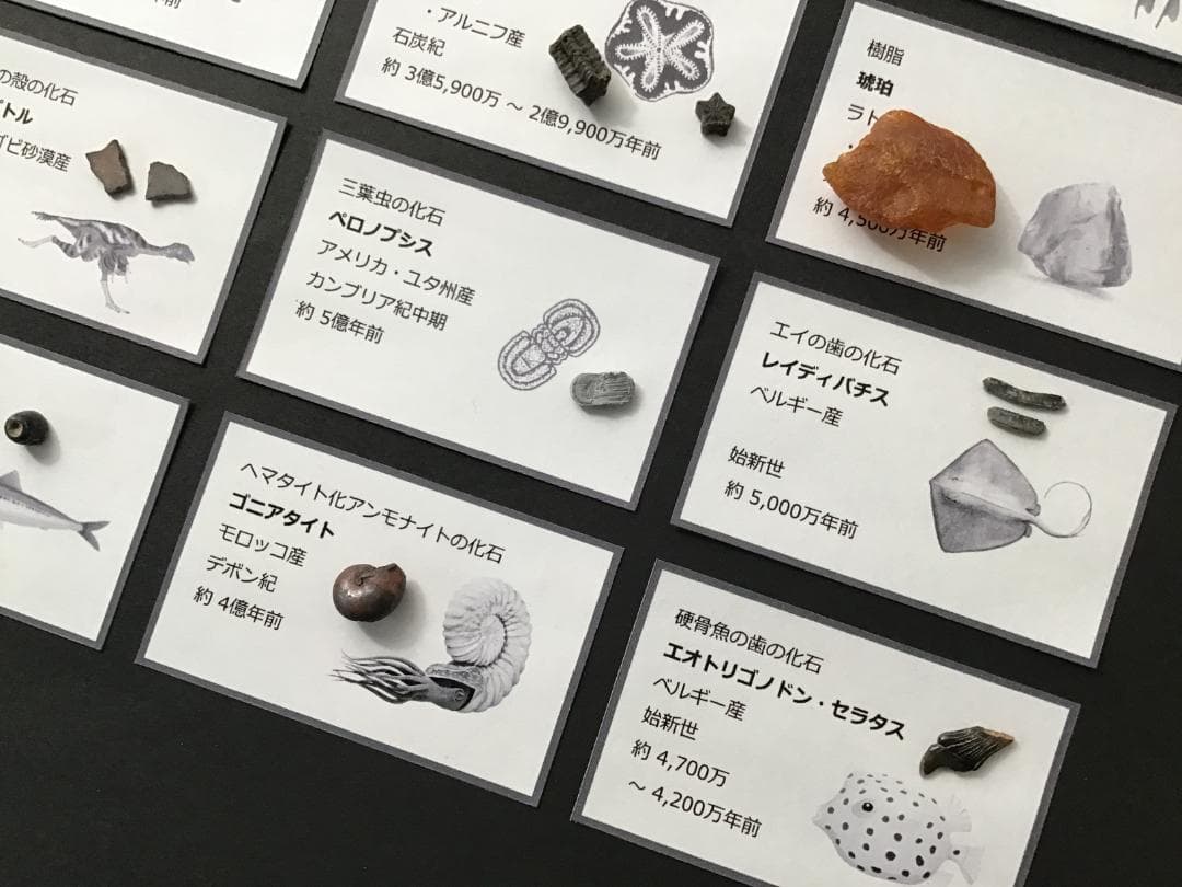 化石 20種 セット [ZG6] トリケラトプス ティラノサウルス 恐竜の歯