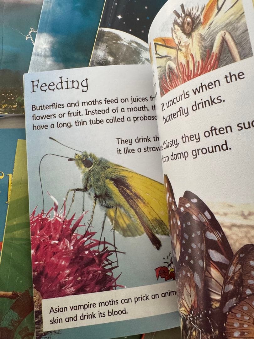 洋書 Usborne Beginners nature Usborne Science