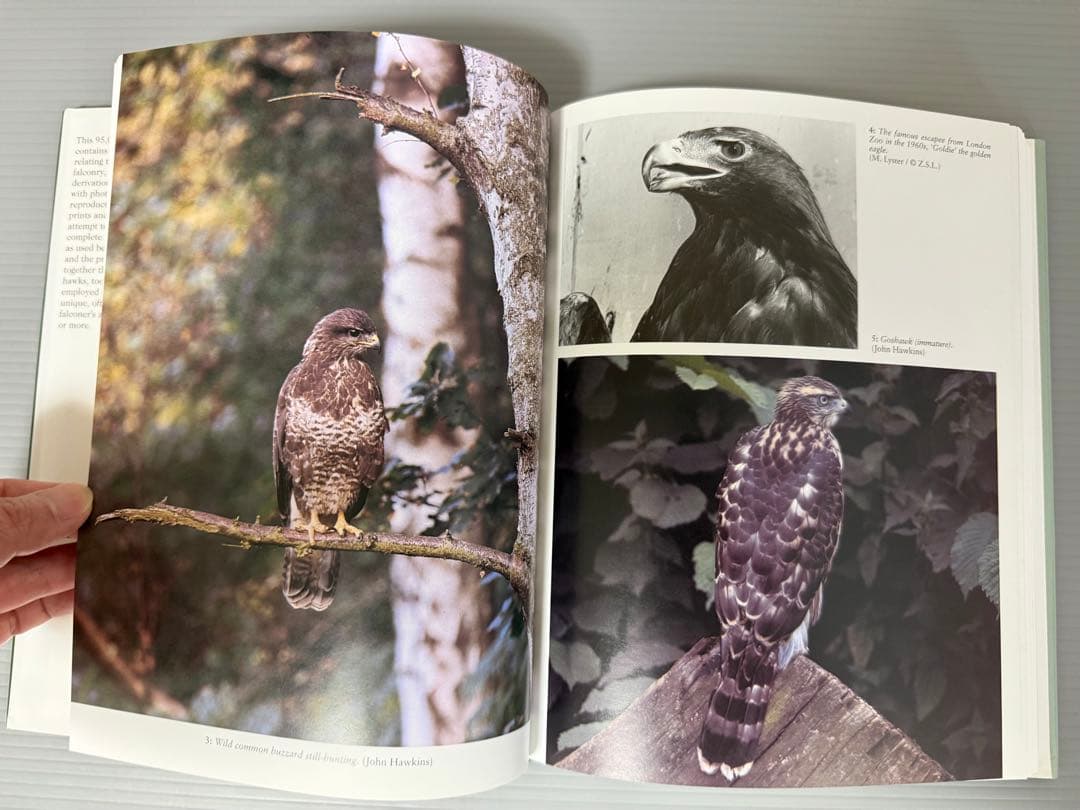 THE ENCYCLOPEDIA OF FALCONRY 鷹狩り 猛禽類 洋書