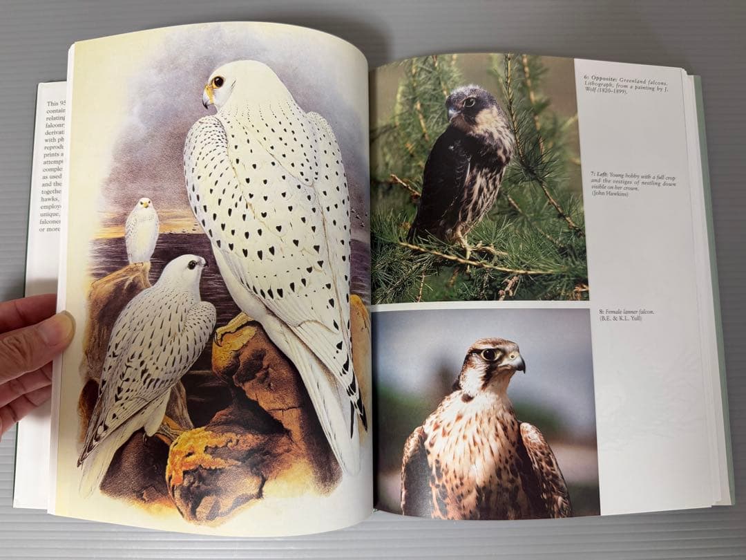 THE ENCYCLOPEDIA OF FALCONRY 鷹狩り 猛禽類 洋書