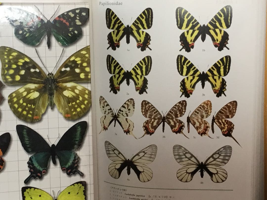 未読新本⭕️新訂 原色昆虫大図鑑　第 I 巻（蝶・蛾 篇）ビニールカバー函付　大判